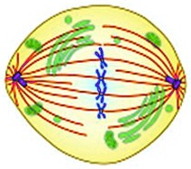 SOLVED: 'Mitosis is divided into phases. Which phase of mitosis is ...