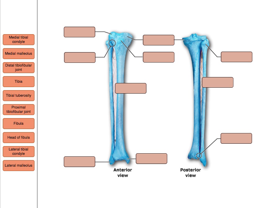 SOLVED: The Bone Markings of the Tibia and Fibula Medial tibial condyle ...