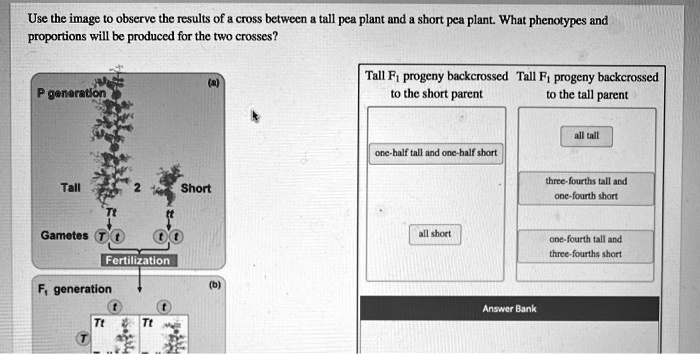 use the image observe the results of cross betwecn tall pea plant and ...