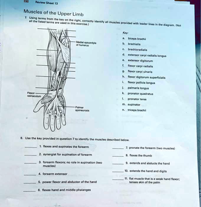 1. Triceps brachii 2. Biceps brachii 3. Brachialis 4. Brachioradialis 5