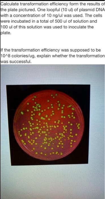 Calculate transformation efficiency from the results of the plate ...