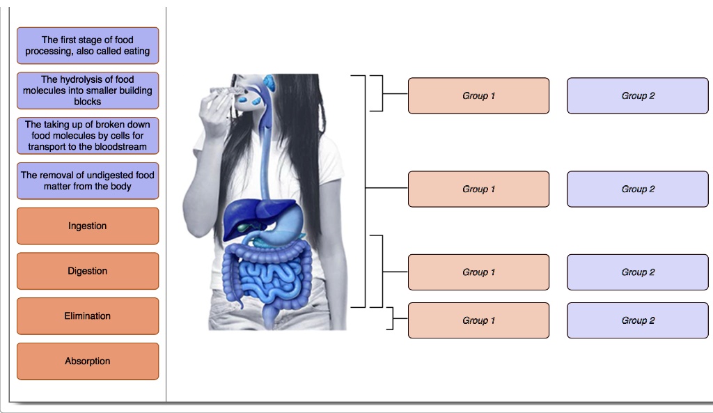 how-undigested-food-changes-in-the-digestive-system