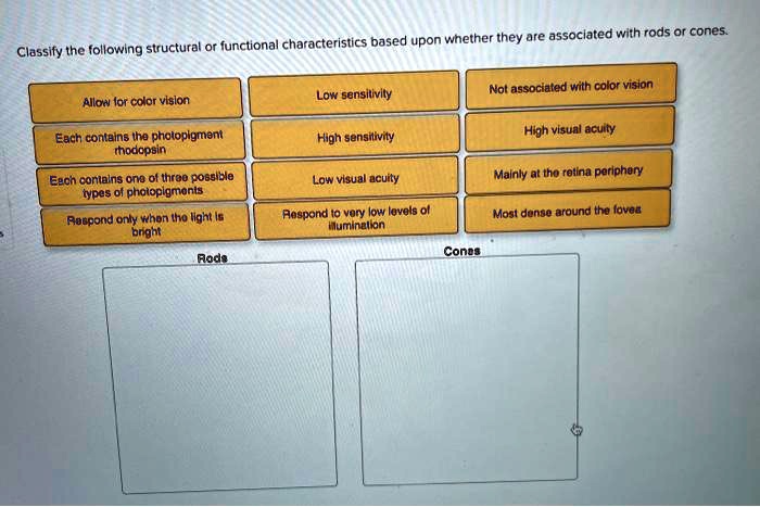 Classify the following structural or functional characteristics based upon whether they are associated with rods or cones.
Allow for color vision
Low sensitivity
Not associated with color vision
Each contains the photopigment rhodopsin
High sensitivity
High visual acuity
Each contains one of three possible types of photopigments
Low visual acuity
Mainly at the retina periphery
Respond only when the light is bright
Respond to very low levels of illumination
Most dense around the fovea
Rods
Cones