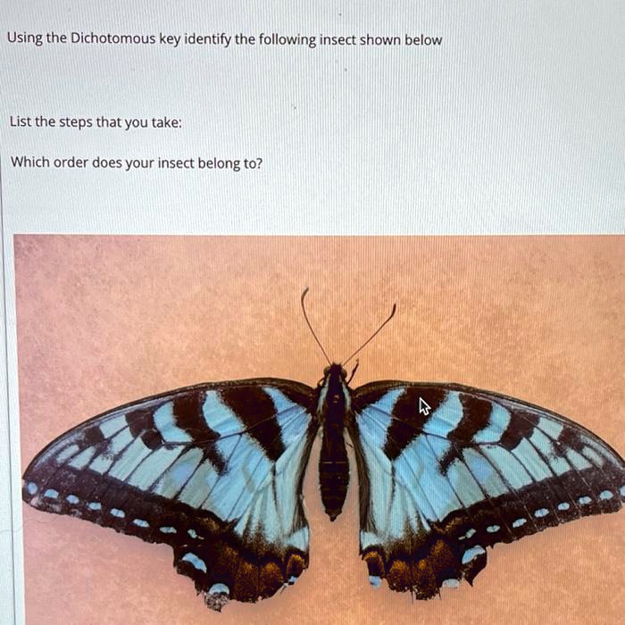 SOLVED Using the Dichotomous key identify the following insect shown