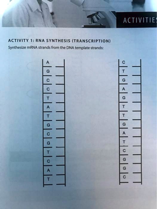 SOLVED: AcTiVITiES Activity 1: RNA SynthesiS (TRANSCRiPtion) Synthesize