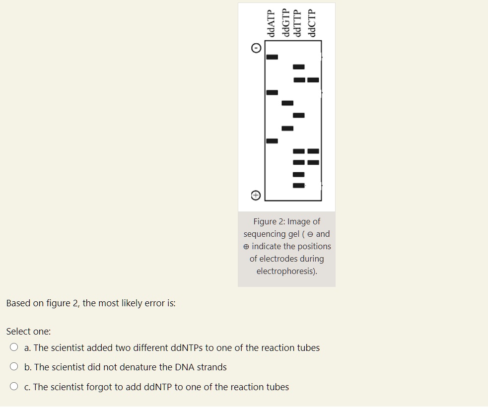 SOLVED 0866 Figure 2 Image of sequencing gel ( 0 and indicate the