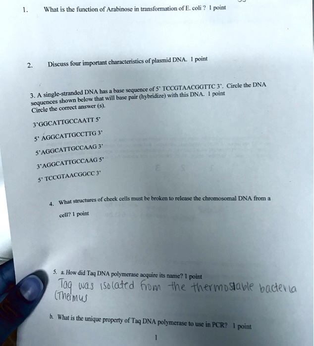 SOLVED What is the function of Arabinose transformation of E. coli