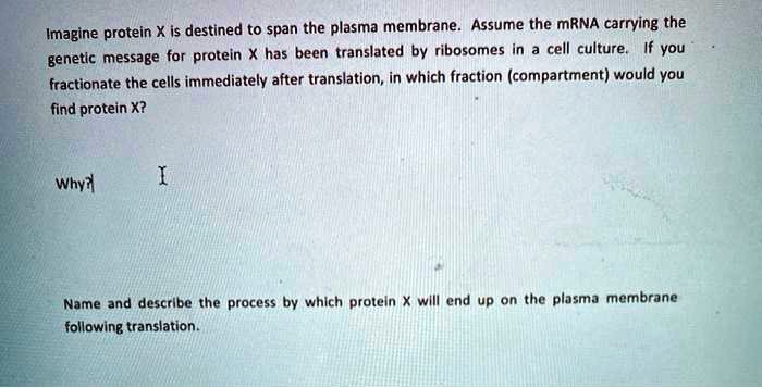 Imagine protein X is destined to span the plasma membrane. Assume the mRNA carrying the genetic message for protein X has been translated by ribosomes in a cell culture. If you fractionate the cells immediately after translation, in which fraction (compartment) would you find protein X?

Why?

Name and describe the process by which protein X will end up on the plasma membrane following translation.