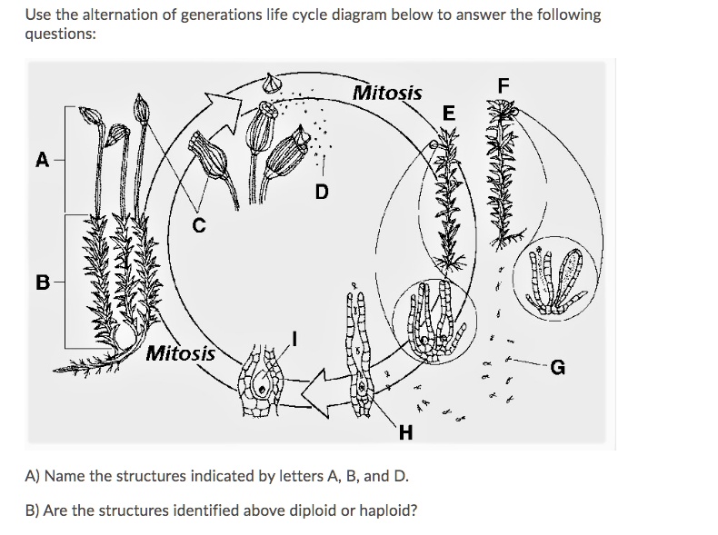 SOLVED: Use the alternation of generations life cycle diagram below to ...