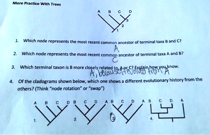 SOLVED: More Practice With Trces Which Node Represents The Most Recent ...