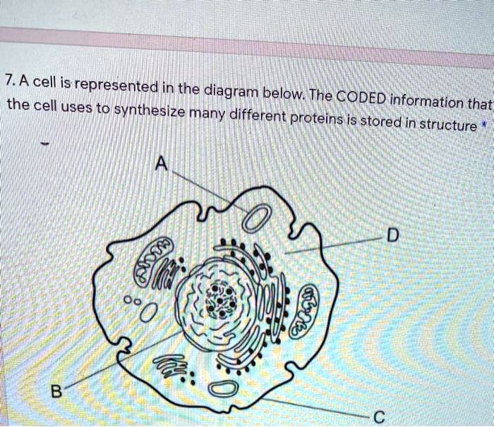 SOLVED:7.A cell is represented in the diagram below. The the cell uses ...