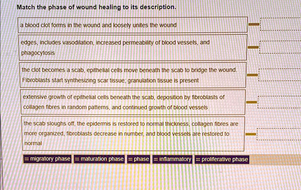 VIDEO solution Match the phase of wound healing to its description. a