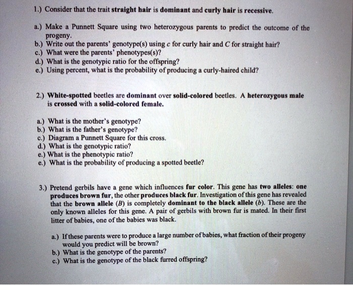 SOLVED Consider That The Trait For Straight Hair Is Dominant And Curly solved-consider-that-the-trait-for-straight-hair-is-dominant-and-curly