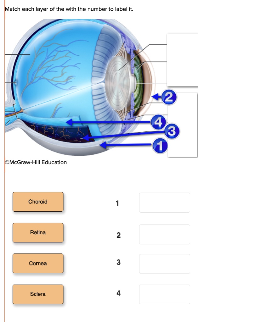 SOLVED: Match each layer of the eye with the number to label it. 1 ...