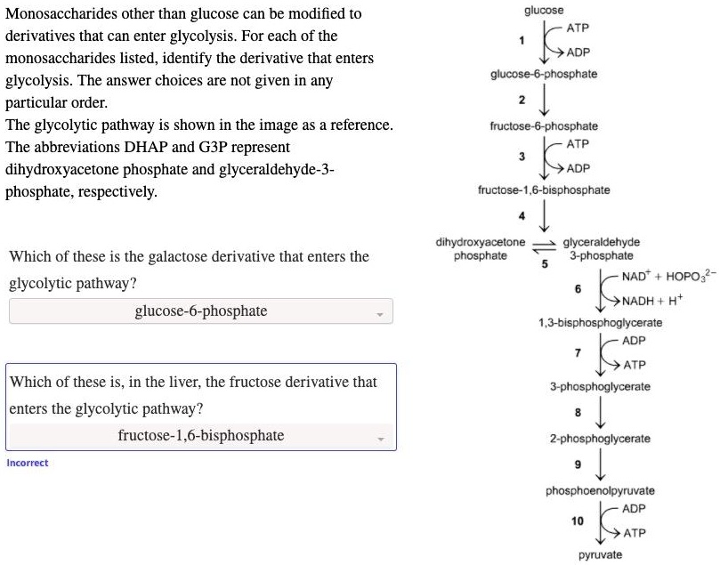 SOLVED: Monosaccharides other than glucose can be modified to ...