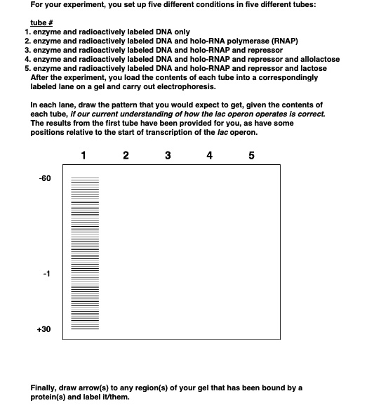 SOLVED For your expcriment fivc diffcrcnt conditions five different