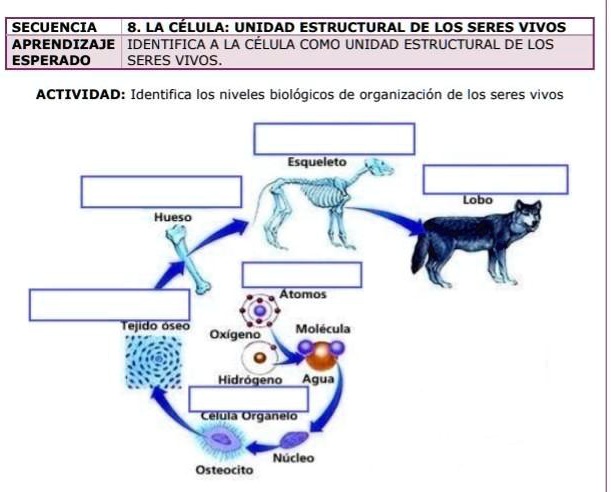 SOLVED: Alguien sabe la respuesta SECUENCIA 8.LACÉLULA: UNIDAD ...