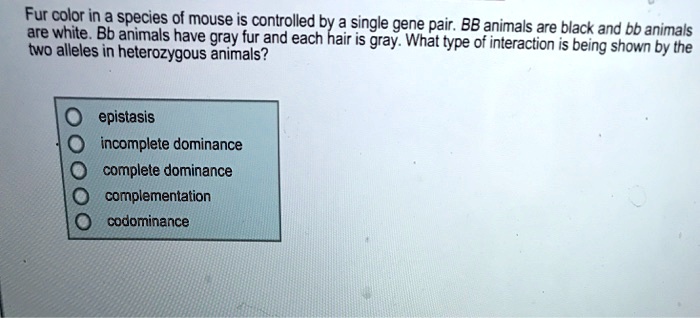 SOLVED: Fur color inpa species of mouse is controlled by a single gene are  pair; BB animals are black and bb white Bb animals have gray fur and each  hair iS gray: