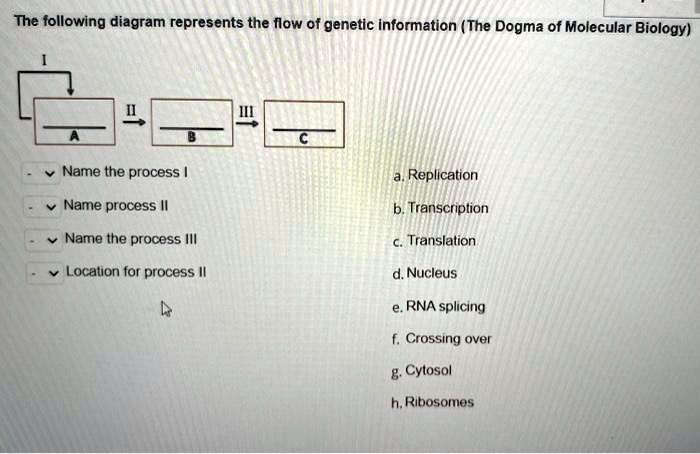 SOLVED: The following diagram represents the flow of genetic ...