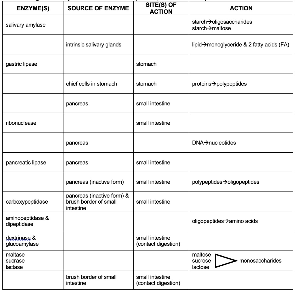 Digestive Enzymes Table