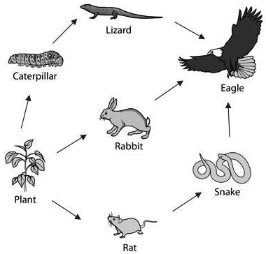 SOLVED: 'Using organisms from the food web, complete this food chain of ...