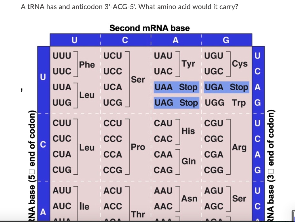 solved-trna-has-and-anticodon-3-acg-5-what-amino-acid-would-it-carry