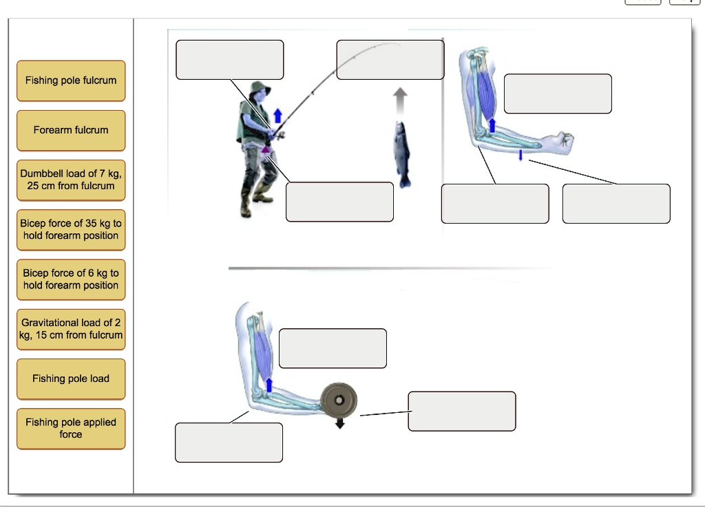 SOLVED Drag the labels onto the diagram to label portions of the arm lever/fulcrum system