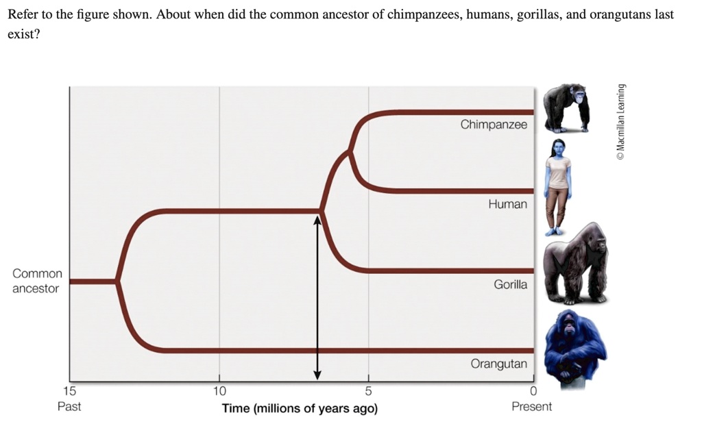 SOLVED: Refer to the figure shown. About when did the common ancestor