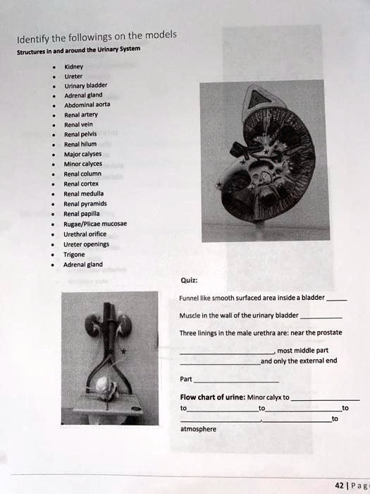 SOLVED Identify the followings on the models Structures in and around