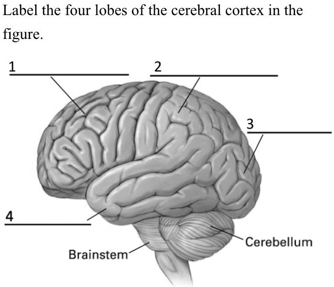 SOLVED: Label the four lobes of the cerebral cortex in the figure ...