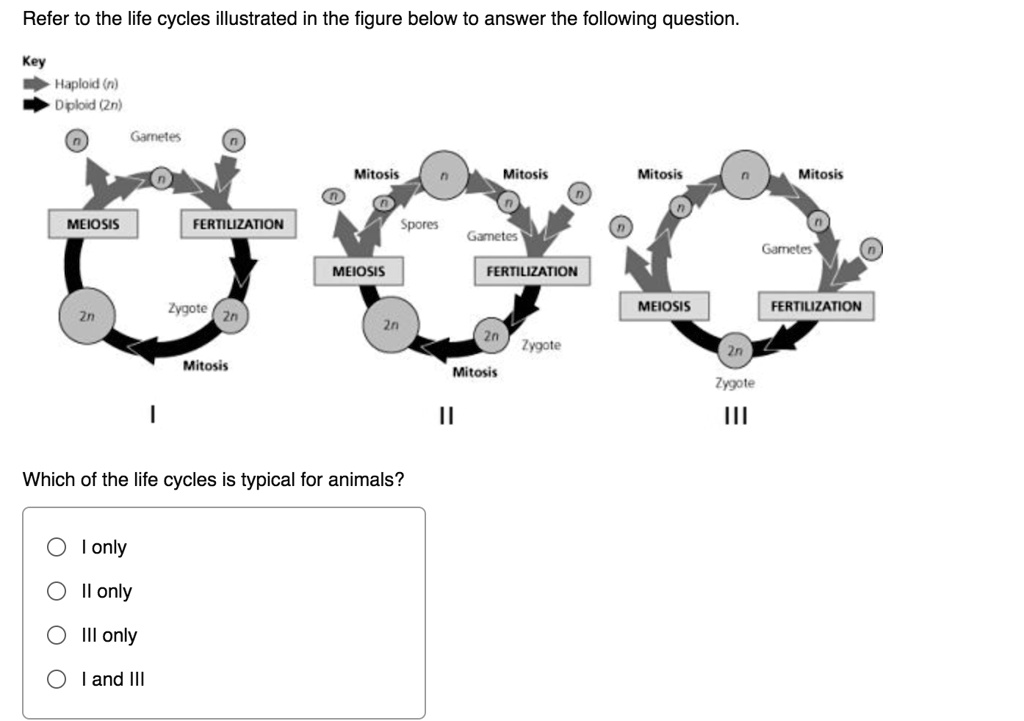 SOLVED: Refer to the life cycles illustrated in the figure below to answer  the following question: Key Haplar () Dpbd (n) Garnele Mitosis Mitosis  Mitosis Mitosis MLIOSIS FERIILZATON sporcs Ganctcs Gurncio MLIOSIS