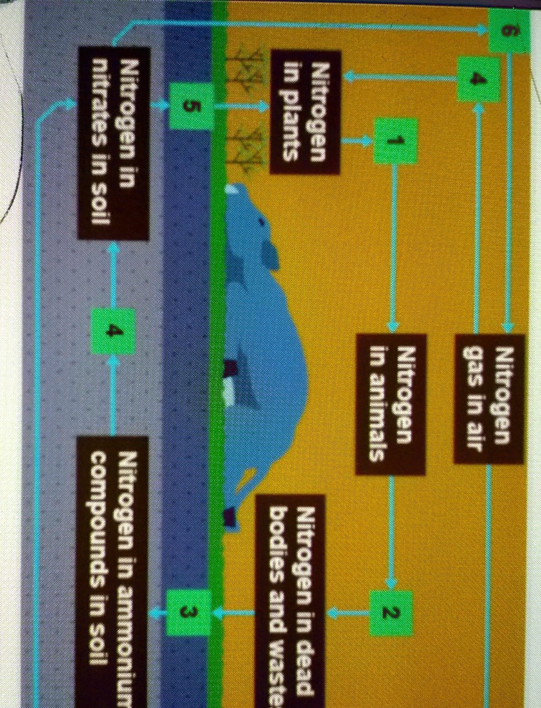 solved-q-5-the-diagram-below-shows-partof-the-nitrogen-cycle-which