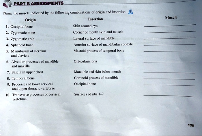 SOLVED Muscles of the Head and Neck LAB 20 PART B Name the