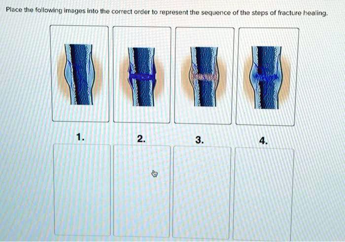 SOLVED: Place the following images into the correct order to represent ...