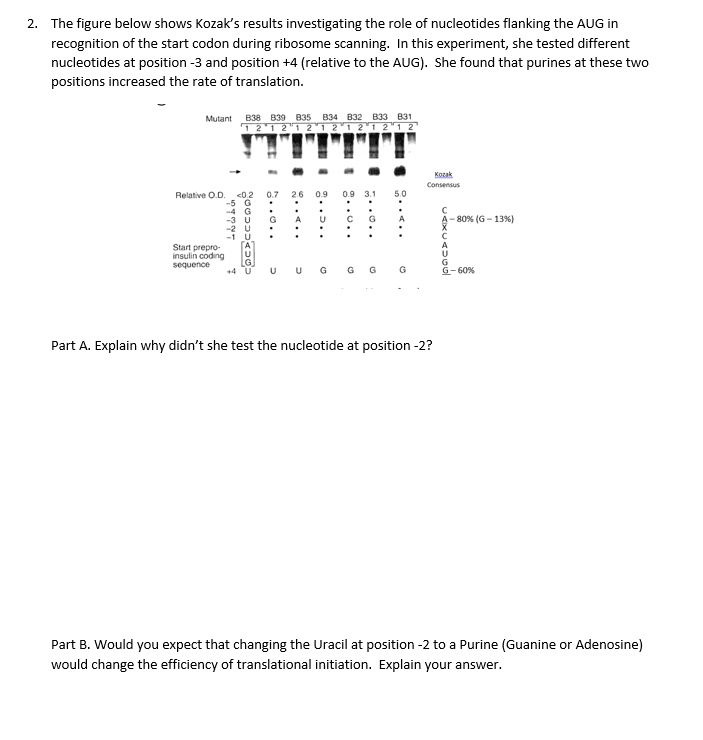 VIDEO solution: The figure below shows Kozak's results investigating ...