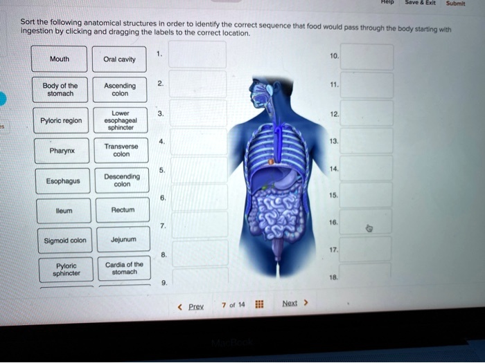 SOLVED Sort the following anatomical structures in order to identify