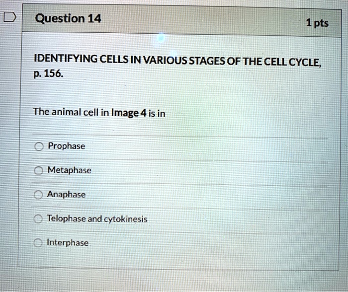 SOLVED: Question 14 1pts IDENTIFYING CELLS IN VARIOUS STAGES OF THE ...