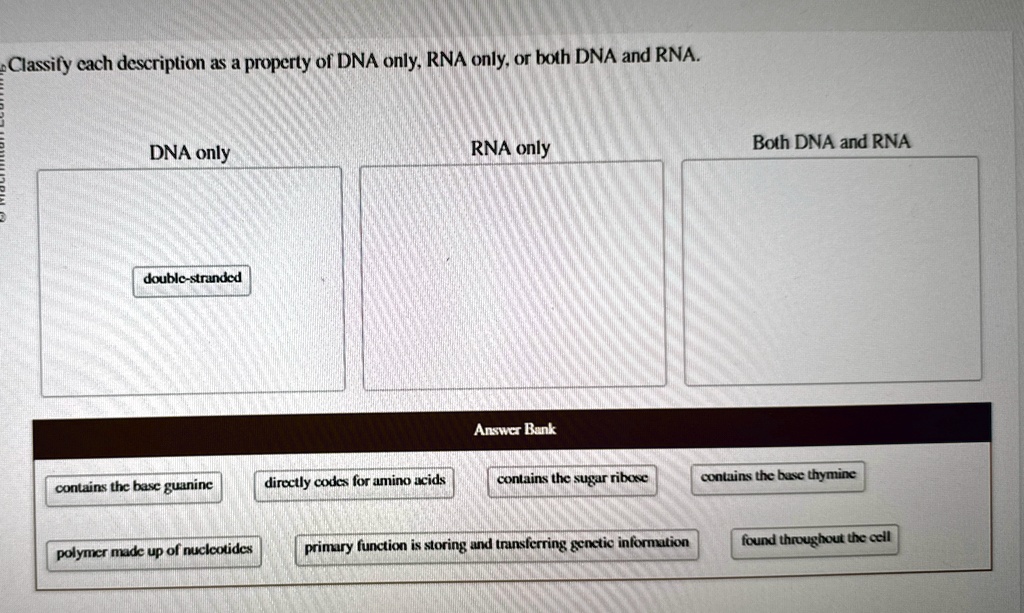 classify each description as a property of dna only rna only or both ...