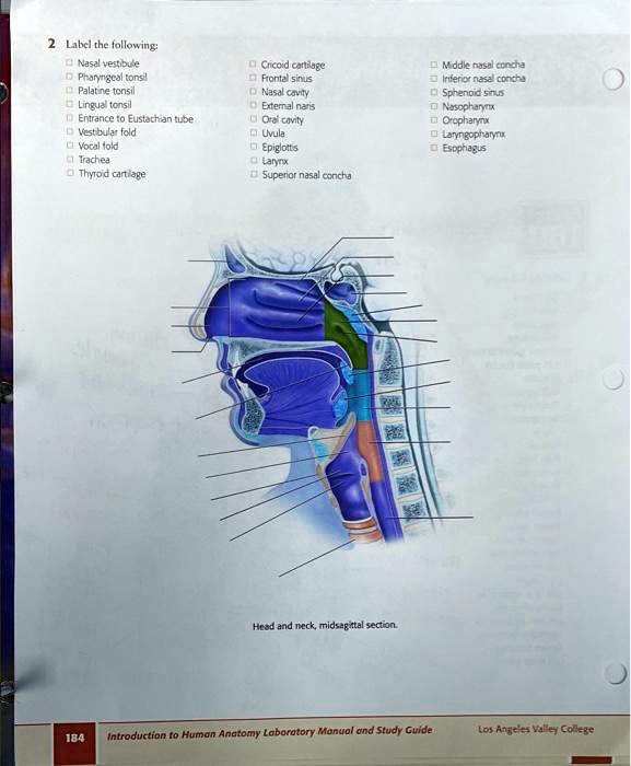 SOLVED Label the following Nasal vestibule Pharyngeal tonsil