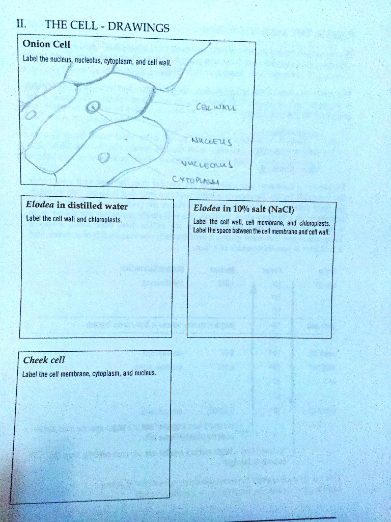 Solved Ii The Cell Drawings Onion Cell Label The Nucleus Nucleolus Cytoplasm And Cell Wall