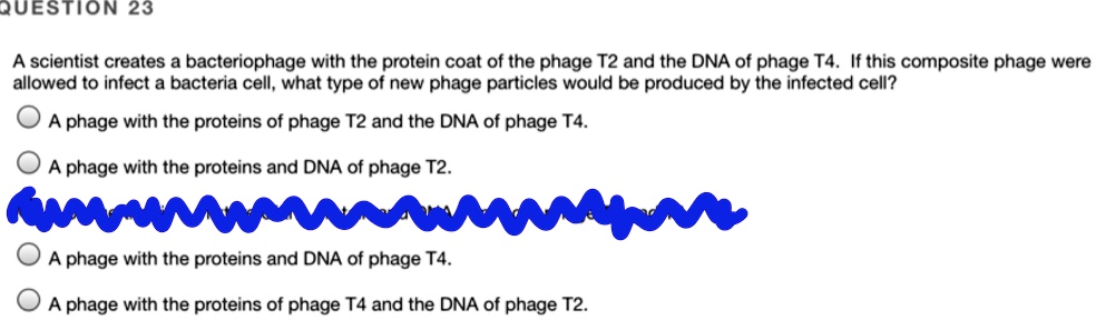 A scientist creates a bacteriophage with the protein coat of the phage T2 and the DNA of phage T4. If this composite phage were allowed to infect a bacteria cell, what type of new phage particles would be produced by the infected cell?
A phage with the proteins of phage T2 and the DNA of phage T4.
A phage with the proteins and DNA of phage T2.
A phage with the proteins and DNA of phage T4.
A phage with the proteins of phage T4 and the DNA of phage T2.