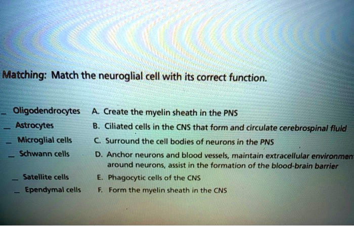 SOLVED: Matching: Match the neuroglial cell with its correct function ...