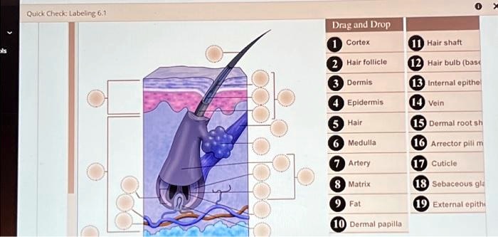 ls
Quick Check: Labeling 6.1
Drag and Drop
1 Cortex
2 Hair follicle
3 Dermis
11 Hair shaft
12 Hair bulb (base
13 Internal epithe
4 Epidermis
14 Vein
5 Hair
15 Dermal root sh
6 Medulla
16 Arrector pili m
7 Artery
17 Cuticle
8 Matrix
18 Sebaceous gla
Fat
19 External epithi
10 Dermal papilla