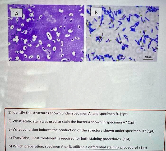 SOLVED 1) Identify the structures shown under specimen A and specimen
