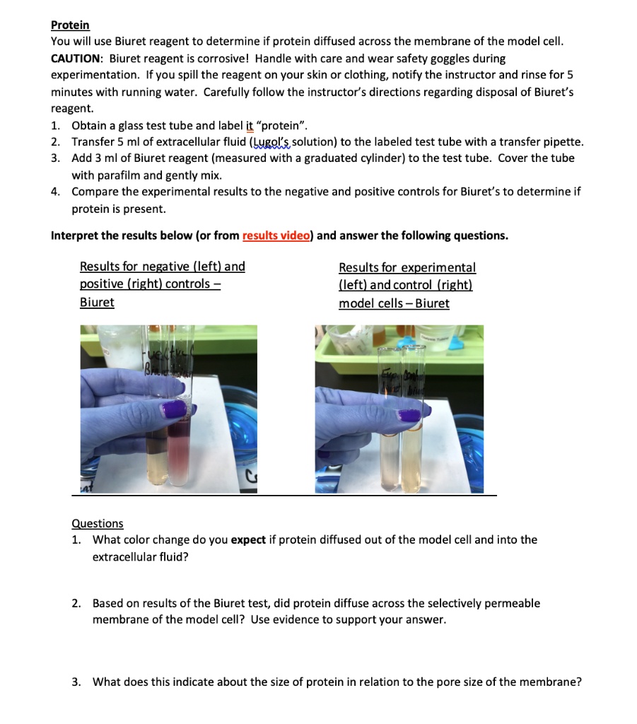 SOLVED: Protein You will use Biuret reagent to determine if protein ...