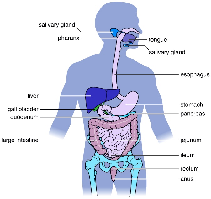 SOLVED: salivary gland pharanx tongue salivary gland esophagus liver ...