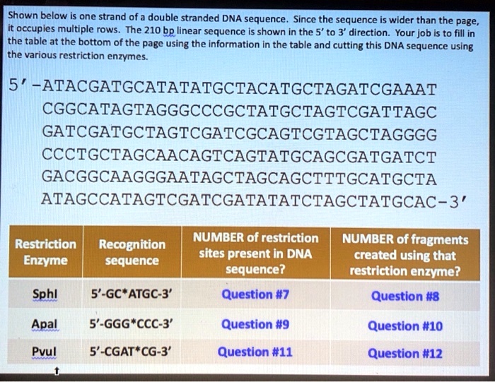 SOLVED Shown Below Is One Strand Of A Double stranded DNA Sequence solved-shown-below-is-one-strand-of-a-double-stranded-dna-sequence