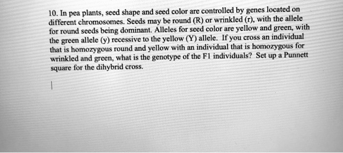 10. In pea plants, seed shape and seed color are controlled by genes located on different chromosomes. Seeds may be round (R) or wrinkled (r), with the allele for round seeds being dominant. Alleles for seed color are yellow and green, with the green allele (y) recessive to the yellow (Y) allele. If you cross an individual that is homozygous round and yellow with an individual that is homozygous for wrinkled and green, what is the genotype of the F1 individuals? Set up a Punnett square for the dihybrid cross.