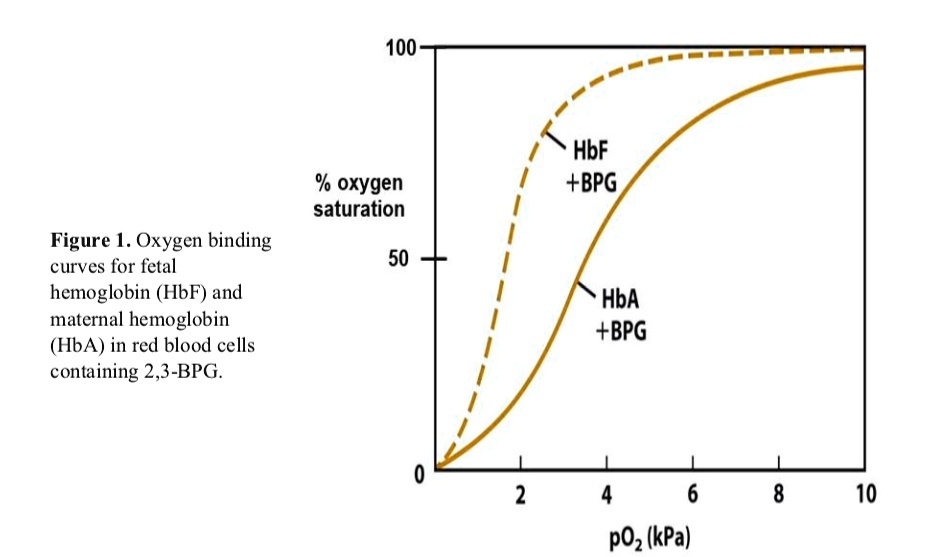 HbF #BPG % Oxygen Saturation Figure 1. Oxygen Binding Curves For Fetal ...