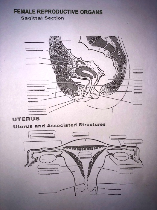 female reproductive organs sagittal section uterus uterus and ...